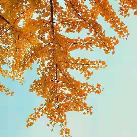 辨明得失   共谋对策——高二语文备课组十二月份第一次活动纪录