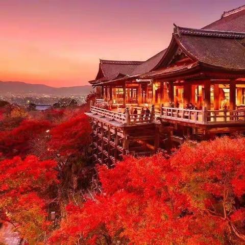 日本🇯🇵红叶拍摄