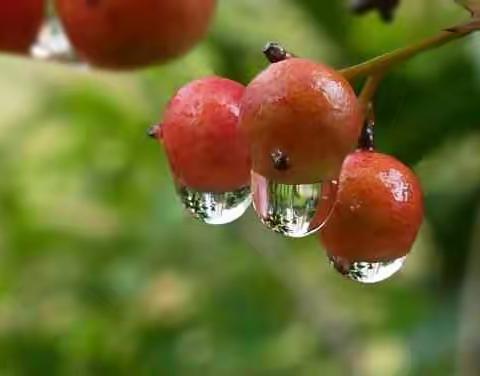 秋雨 第二实验小学6.3班 周姝颖