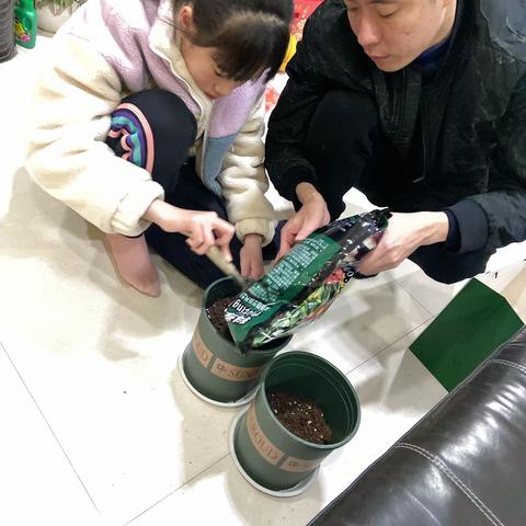 凤仙花观察日记-403林明泽