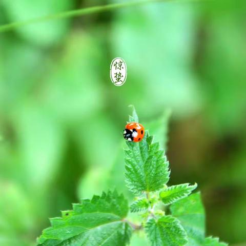 “惊蛰到，万物苏”——洪绪镇中心幼儿园惊蛰节气活动