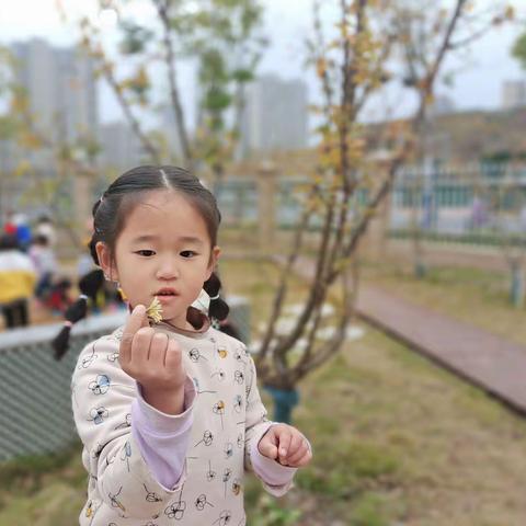 拥抱自然，拜访大树