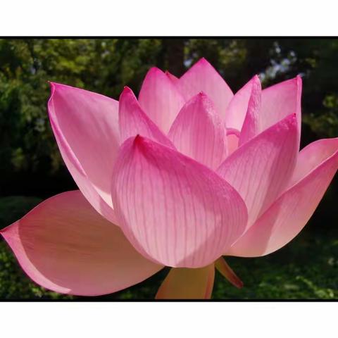 学赋《江城子》赠老师