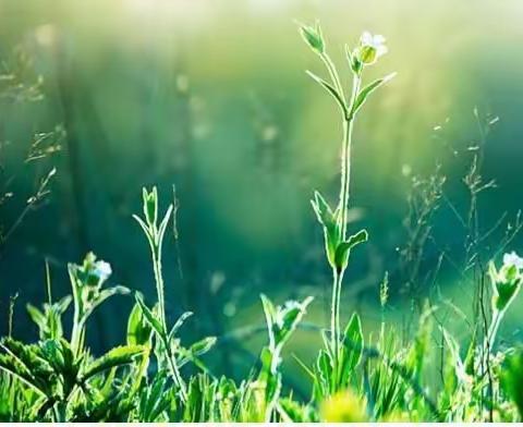 同心抗“疫” ，不一样的你，一样的精彩——庞湾小学家长篇