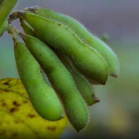 🌱毛豆豆🌱