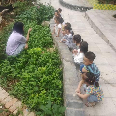 东风实验学校附属铁山坪幼儿园中班森林课程《秋天的蔬菜》