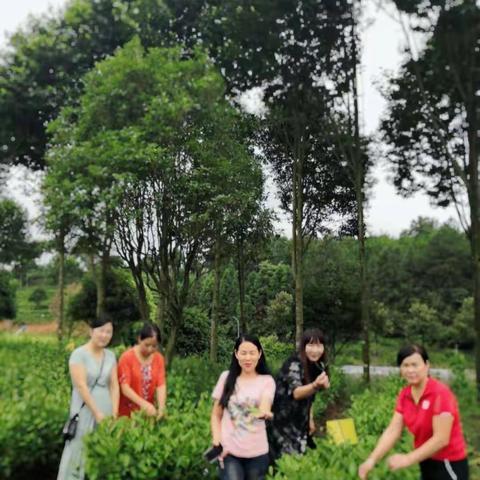 美丽的湘丰茶庄