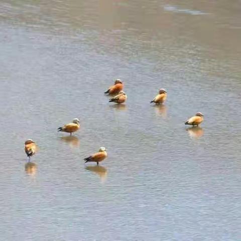 雅江畔的鸟――援藏教师陈寿昌拍摄