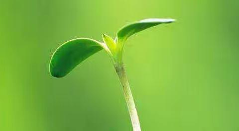 新苗初长成，静待花开时----------记长清区初中音乐新苗课磨课活动