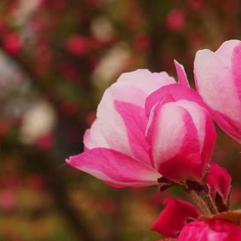 百花红紫斗芳菲