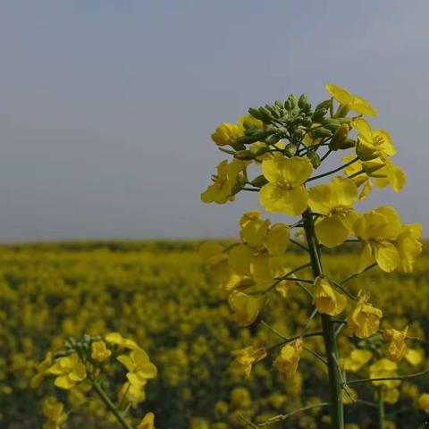当桃花遇到油菜花