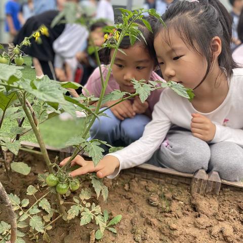 【活•宜课程】嗨，西瓜——种植西瓜之旅（二）（大三班）