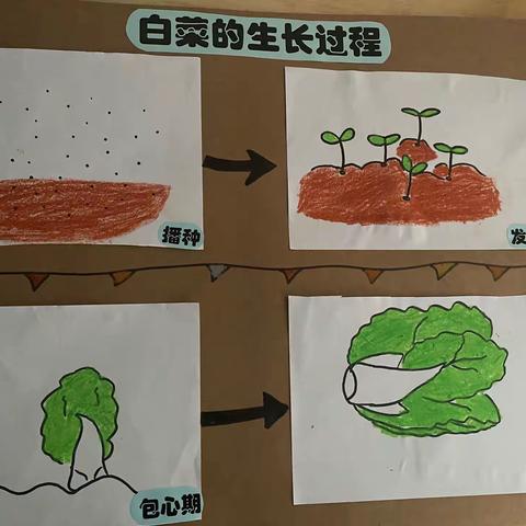 【一外附幼“活·宜课程”】种白菜啦（小二班）