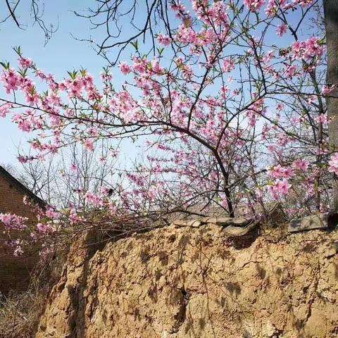 四月，想和一朵山间的花结婚