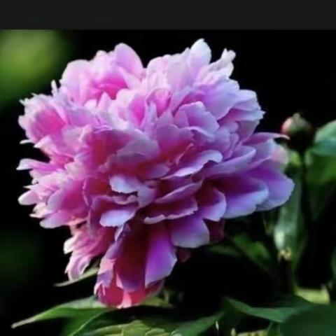 天使也会  遥寄一封情书給牡丹