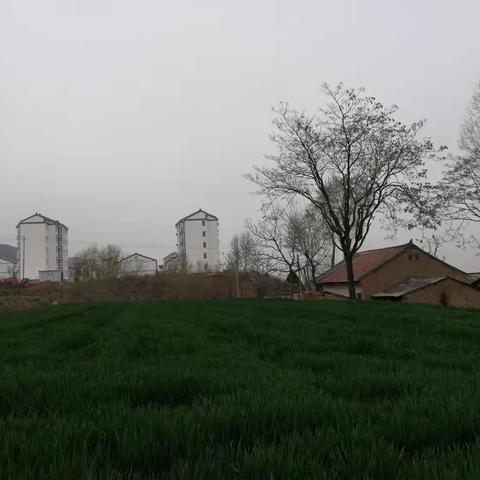 子午小镇的 风吹着麦浪