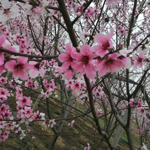 春暖花开