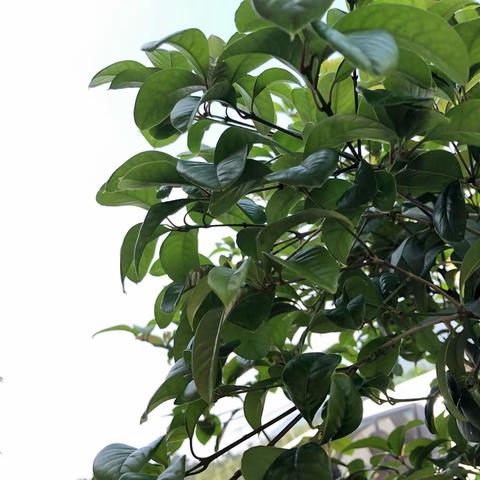 珍惜现在，让生命更有价值——靖石乡靖樟小学五年级阅读活动掠影