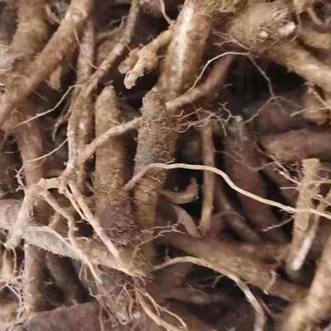 桐柏地地道道桐桔梗，药食同源。