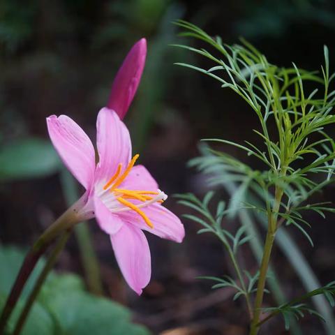 端午节赏花