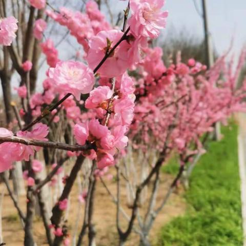 齐心战疫，红烛担当，山河无恙，家园安好！----仕望集镇中心校郭丽敏老师的抗疫故事（副本）