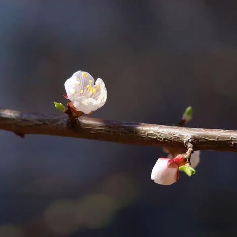 桃花红杏花白……