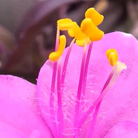 长篇小说《逐梦》节选之《情之所至》（中）