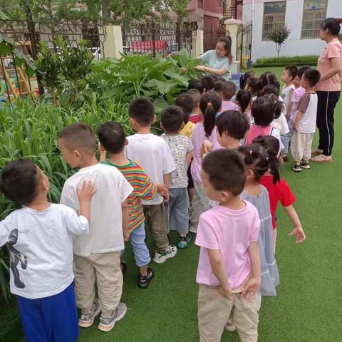 崇文小学幼儿园小二班生活课程《菜园探秘——黄瓜🥒》