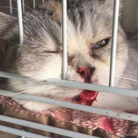 救助8楼坠下宠物猫的心理历程