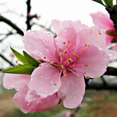 🌸桃花开了🌸