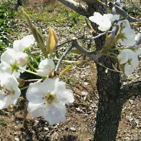 一起看梨花了