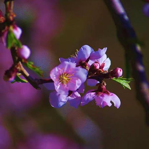 河口----在那桃花盛开的地方