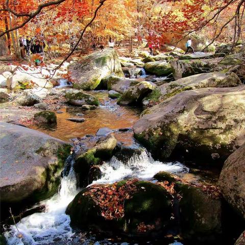 老边沟追“枫”