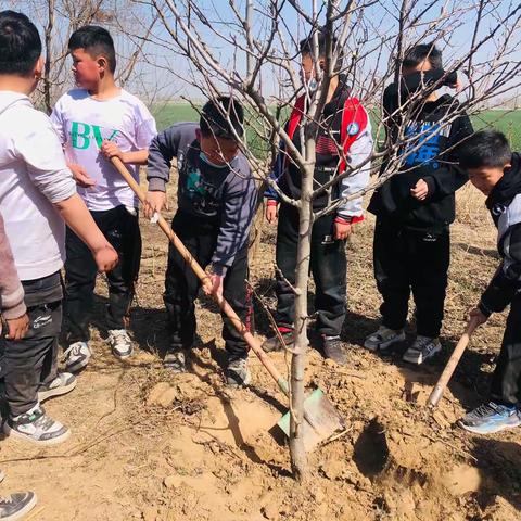 手“植”绿意 拾趣春光——永佳小学植树节活动