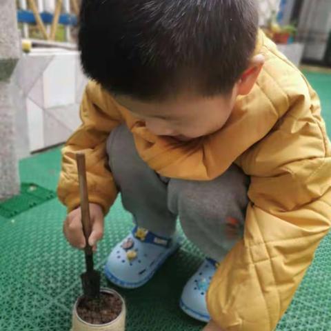 美乐幼儿园小班蒜苗种植活动