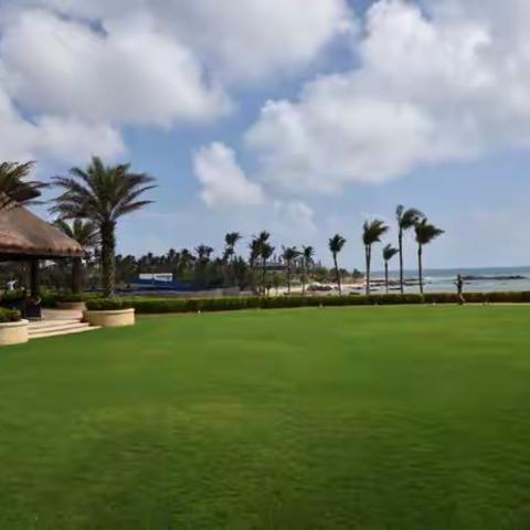 海南摇曳的椰子树啊