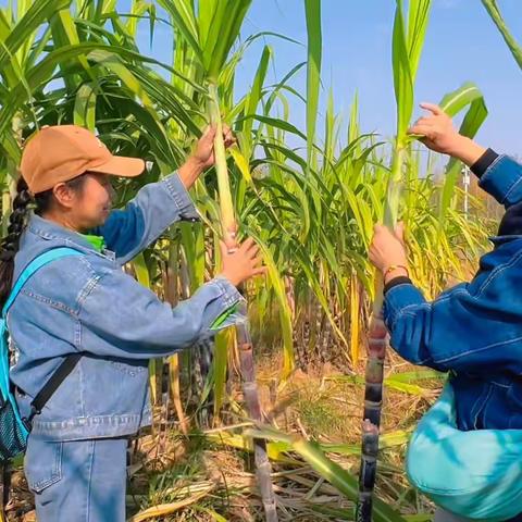 诗和远方并不遥远，我在南湖甘蔗园等您来！