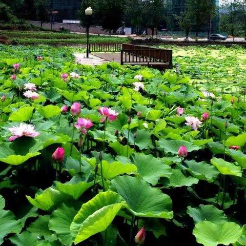 漫游“荷花荡”