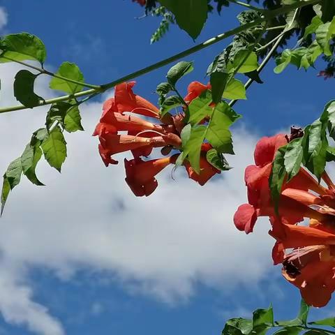 菱霄花