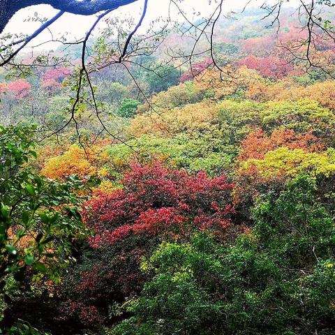 秦山.晚秋