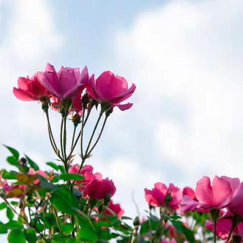 好一朵美丽的月季花