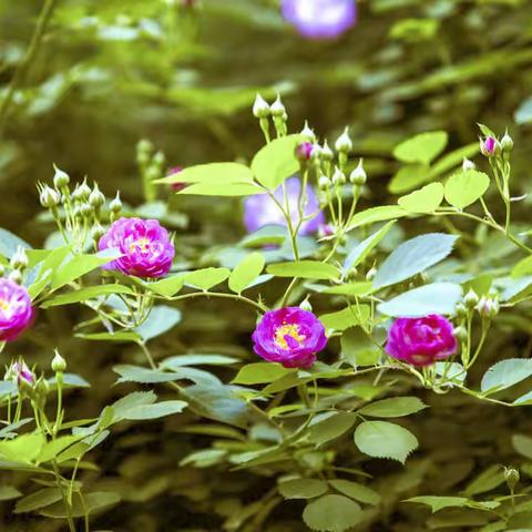 谁家的窗外，是这般好景色！