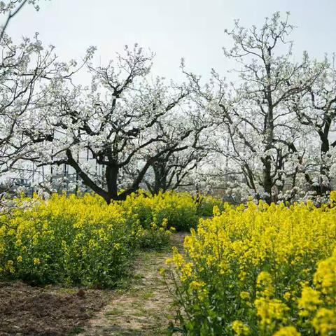 家乡的梨花又开了
