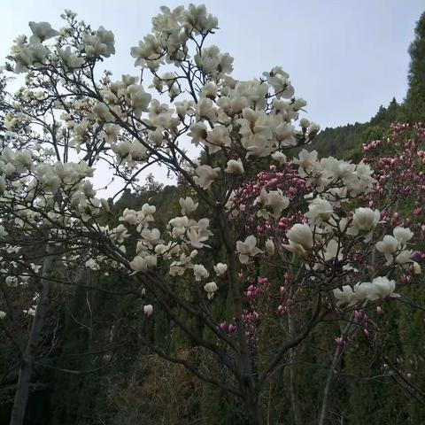 有风的日子的美篇