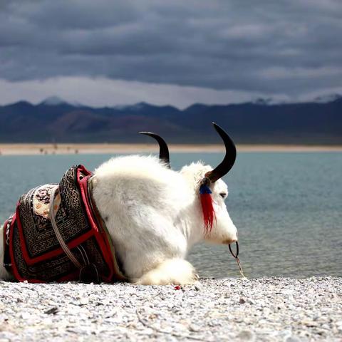 天上西藏. 大美于行