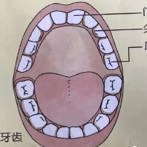 我掉牙啦~