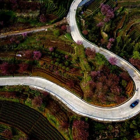 2023浙江四明山樱花----4.7