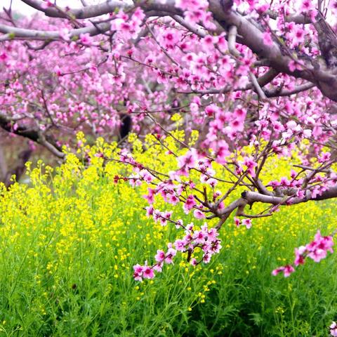 花的仙境 神的传说