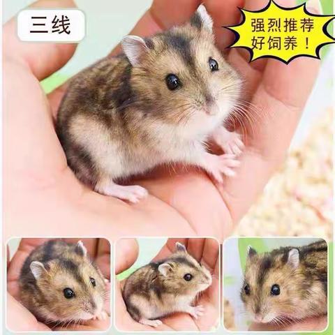 仓鼠最可爱