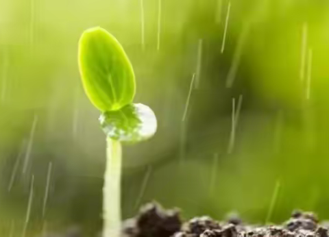 一路风雨  一路修行 ——中原区小学数学第一梯队工作室线上教研活动